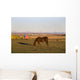 A Brown Horse Grazing Wall Mural