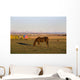 A Brown Horse Grazing Wall Mural