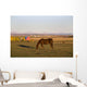 A Brown Horse Grazing Wall Mural