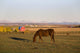 A Brown Horse Grazing Wall Mural