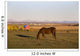 A Brown Horse Grazing Wall Mural