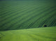 England, Green Fields With One Tree Wall Mural