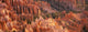 Orange Rock Formations And Trees At Bryce Canyon Wall Mural