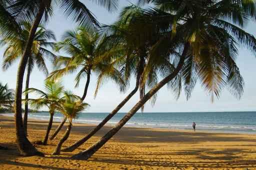 Palm Trees Caribbean Sea Wall Mural