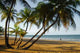 Palm Trees Caribbean Sea Wall Mural