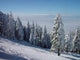 Winter Trees Wall Decal Design 3