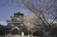 Hiroshima Castle And Cherry Blossoms In Spring Wall Mural