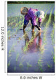 Local Planting Rice By Hand Wall Mural