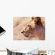 Lioness Staring Intently At Passing Gazelle, Close Up Wall Mural