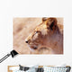 Lioness Staring Intently At Passing Gazelle, Close Up Wall Mural