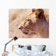 Lioness Staring Intently At Passing Gazelle, Close Up Wall Mural