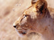Lioness Staring Intently At Passing Gazelle, Close Up Wall Mural