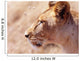 Lioness Staring Intently At Passing Gazelle, Close Up Wall Mural