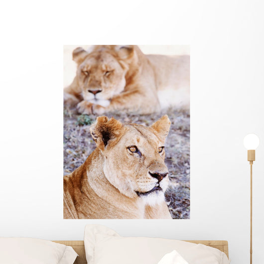 Lionesses Lying In Shade In Maasai Mara Game Reserve Wall Mural