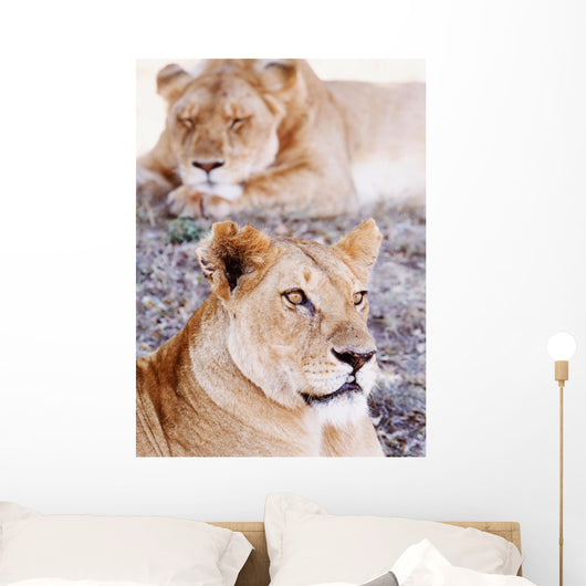 Lionesses Lying In Shade In Maasai Mara Game Reserve Wall Mural