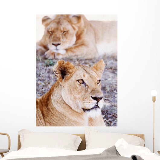 Lionesses Lying In Shade In Maasai Mara Game Reserve Wall Mural