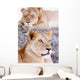 Lionesses Lying In Shade In Maasai Mara Game Reserve Wall Mural
