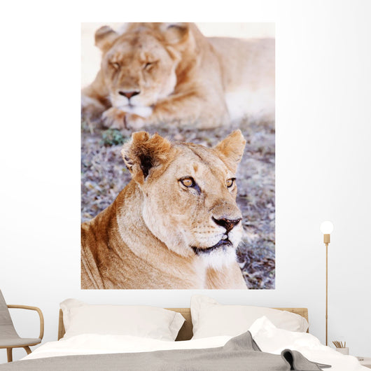 Lionesses Lying In Shade In Maasai Mara Game Reserve Wall Mural