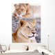 Lionesses Lying In Shade In Maasai Mara Game Reserve Wall Mural