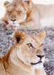 Lionesses Lying In Shade In Maasai Mara Game Reserve Wall Mural