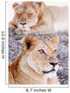 Lionesses Lying In Shade In Maasai Mara Game Reserve Wall Mural
