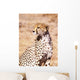 Cheetah In Maasai Mara Game Reserve Wall Mural