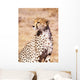 Cheetah In Maasai Mara Game Reserve Wall Mural