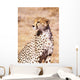 Cheetah In Maasai Mara Game Reserve Wall Mural