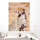 Cheetah In Maasai Mara Game Reserve Wall Mural