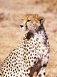 Cheetah In Maasai Mara Game Reserve Wall Mural