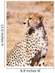 Cheetah In Maasai Mara Game Reserve Wall Mural