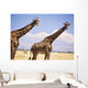 Giraffe Standing Wall Mural