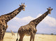 Giraffe Standing Wall Mural