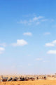 Herd Of Zebras In Dusty Scrubland Wall Mural