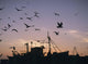 Sea Gulls Flying Over Fishing Boats At Dusk In The Harbor Wall Mural