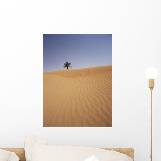 Solitary Date Palm Tree In The Sand Dunes, Tinfou Near Zagora Wall Mural