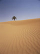 Solitary Date Palm Tree In The Sand Dunes, Tinfou Near Zagora Wall Mural