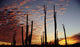 Cardon Cacti At Sunset Wall Mural