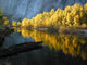 Autumn Color Yosemite Wall Decal Design 2