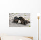 BÃ©bÃ© phoque jouant sur le sable, GalÃ¡pagos et lion de mer Wall Mural