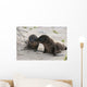 BÃ©bÃ© phoque jouant sur le sable, GalÃ¡pagos et lion de mer Wall Mural