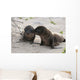 BÃ©bÃ© phoque jouant sur le sable, GalÃ¡pagos et lion de mer Wall Mural