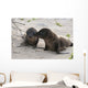 BÃ©bÃ© phoque jouant sur le sable, GalÃ¡pagos et lion de mer Wall Mural