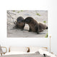 BÃ©bÃ© phoque jouant sur le sable, GalÃ¡pagos et lion de mer Wall Mural