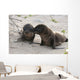 BÃ©bÃ© phoque jouant sur le sable, GalÃ¡pagos et lion de mer Wall Mural