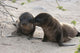 BÃ©bÃ© phoque jouant sur le sable, GalÃ¡pagos et lion de mer Wall Mural