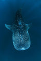 Requin baleine dans le bleu Wall Mural