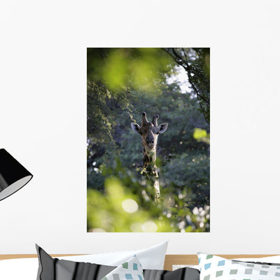 Giraffe as Seen Looking Wall Mural shown on a wall