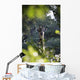 Giraffe As Seen Looking Through Trees, Namibia Wall Mural