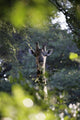 Giraffe As Seen Looking Through Trees, Namibia Wall Mural